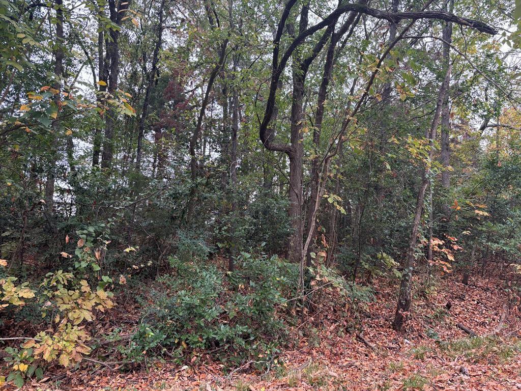 a view of a forest with trees