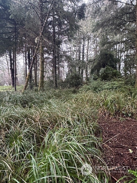 a view of a yard with large trees