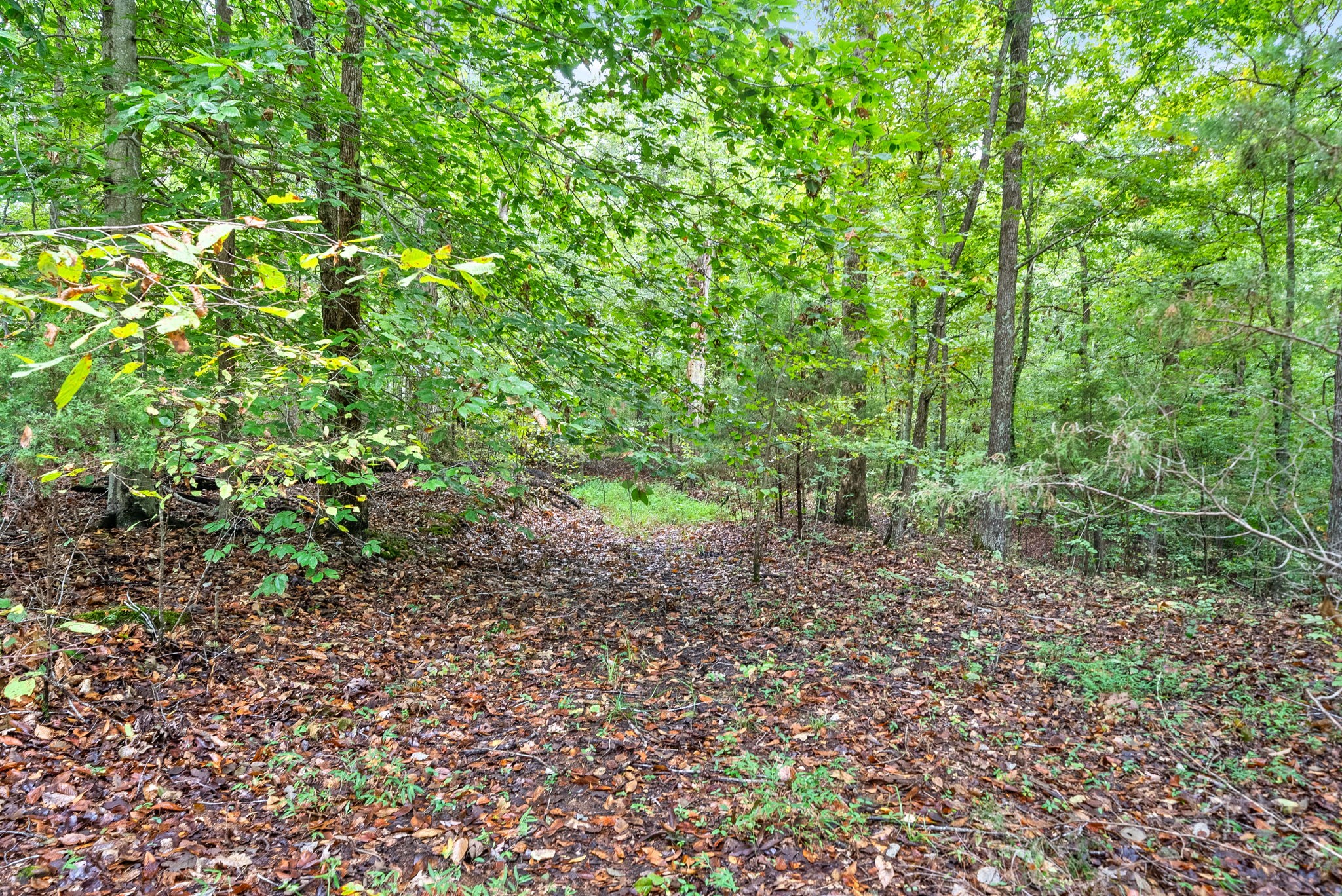 a view of a yard with a tree