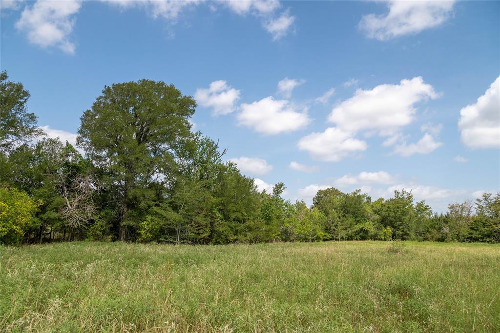 a view of a big yard with large trees