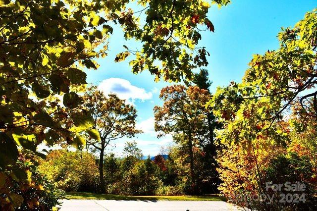 a view of tree