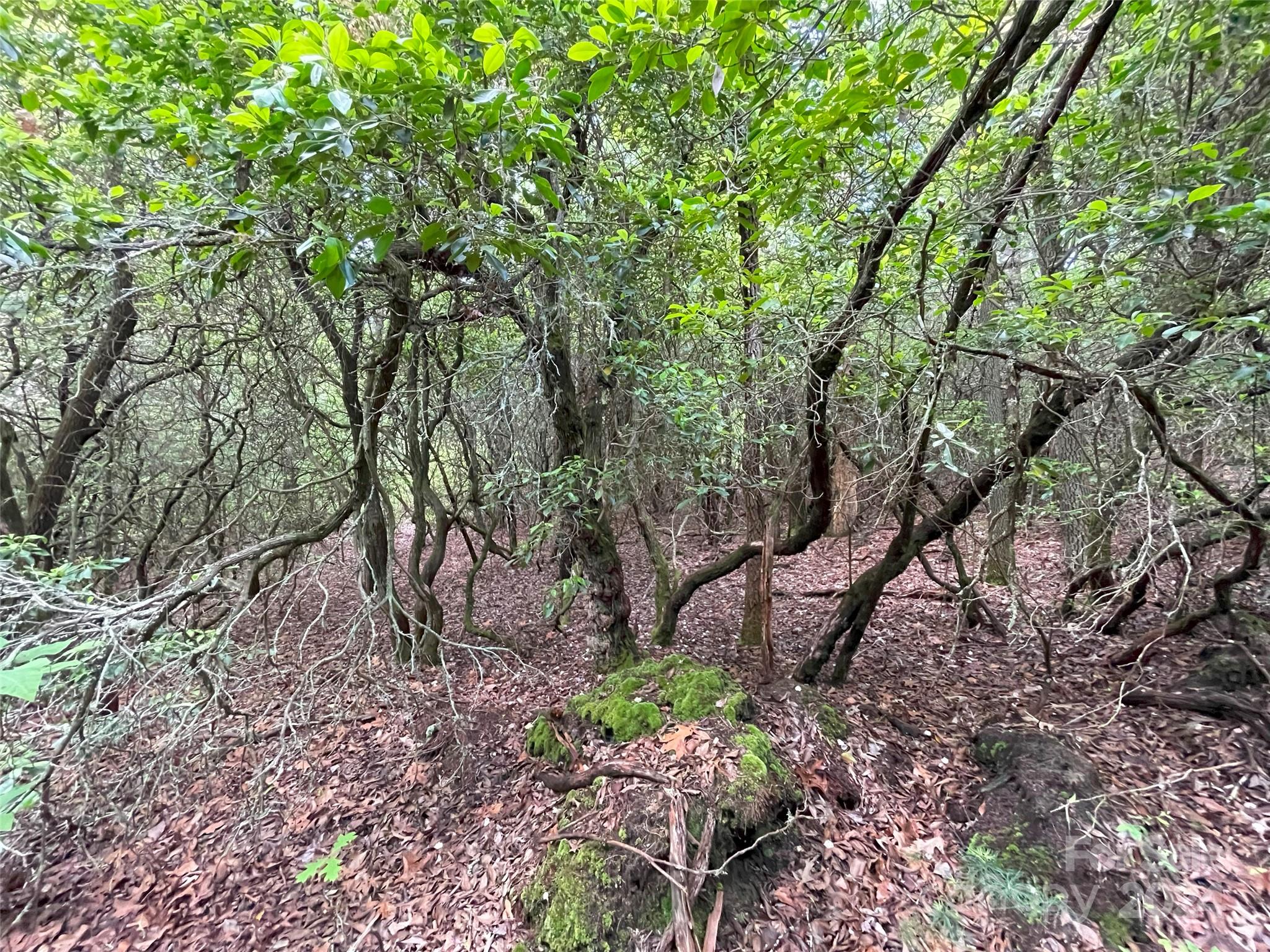 a backyard of a house with lots of trees