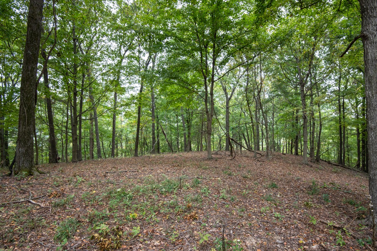 a big yard with trees