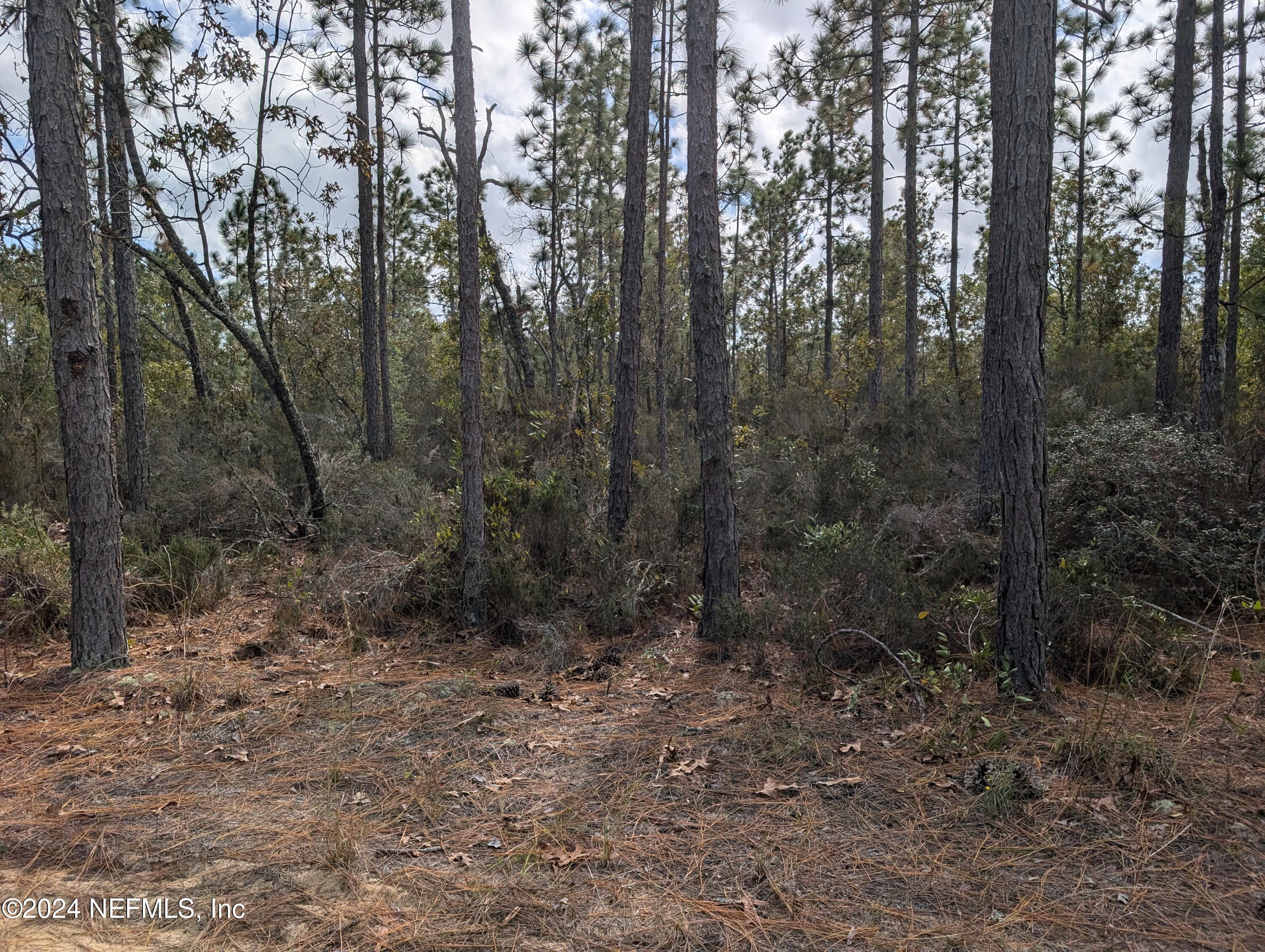 a view of a forest with trees in the background