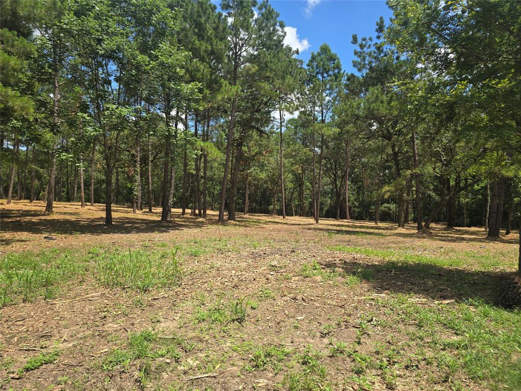 a view of a yard with a trees