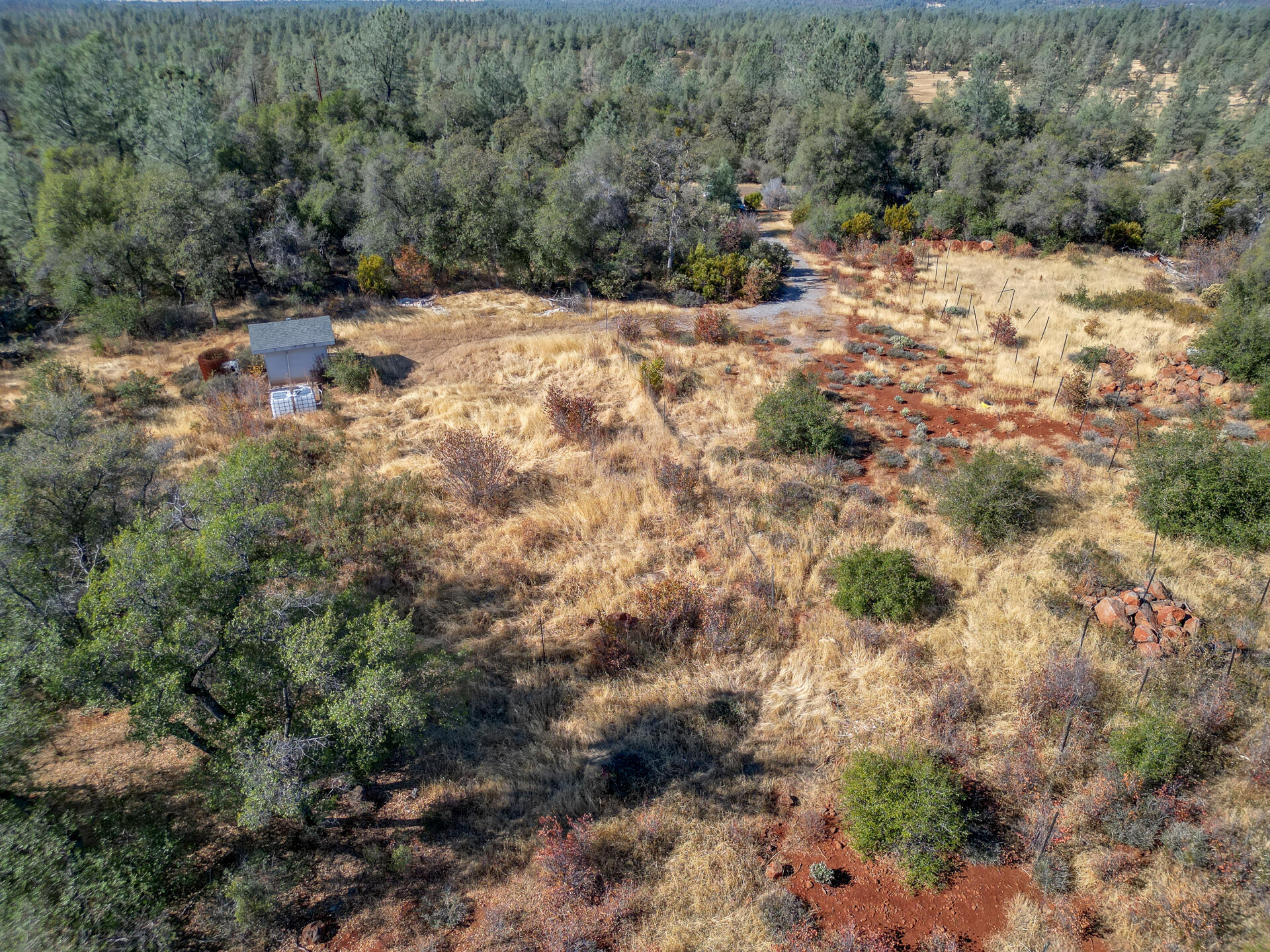 a view of a forest with trees