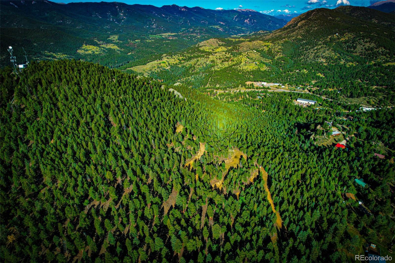 a view of a lush green forest with lots of tall trees