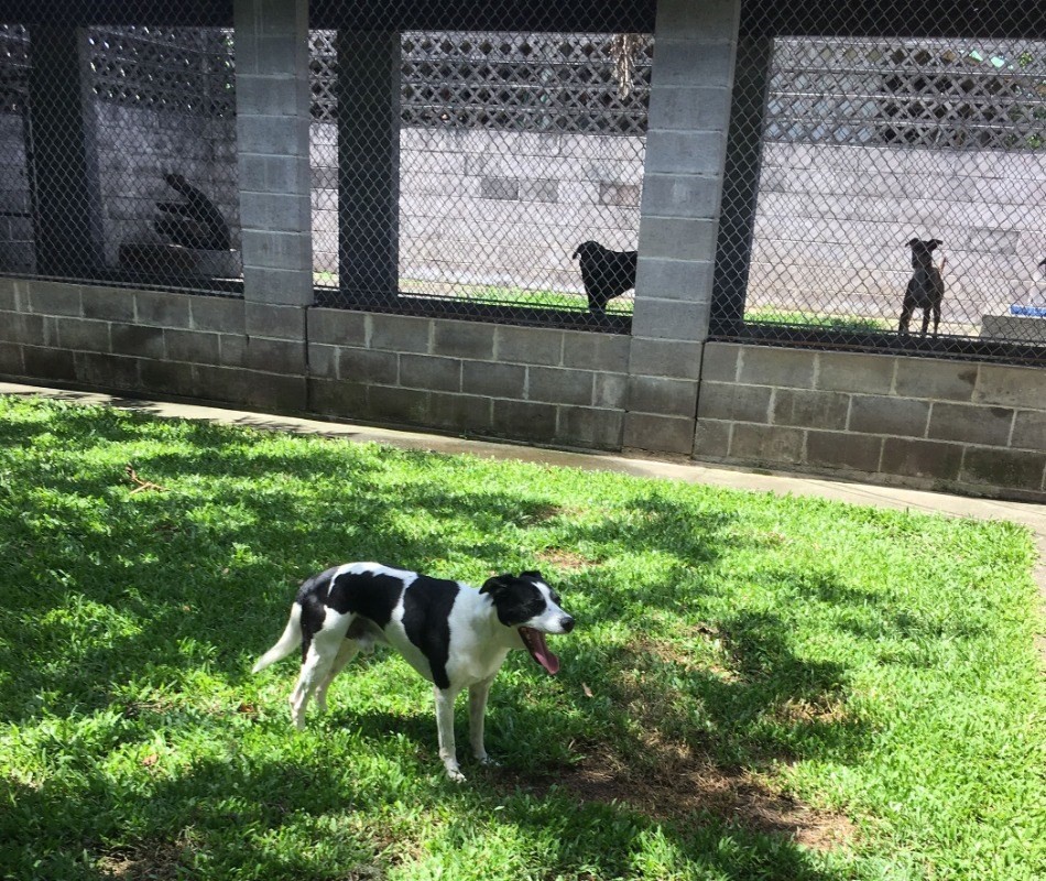 Charter store house kennels