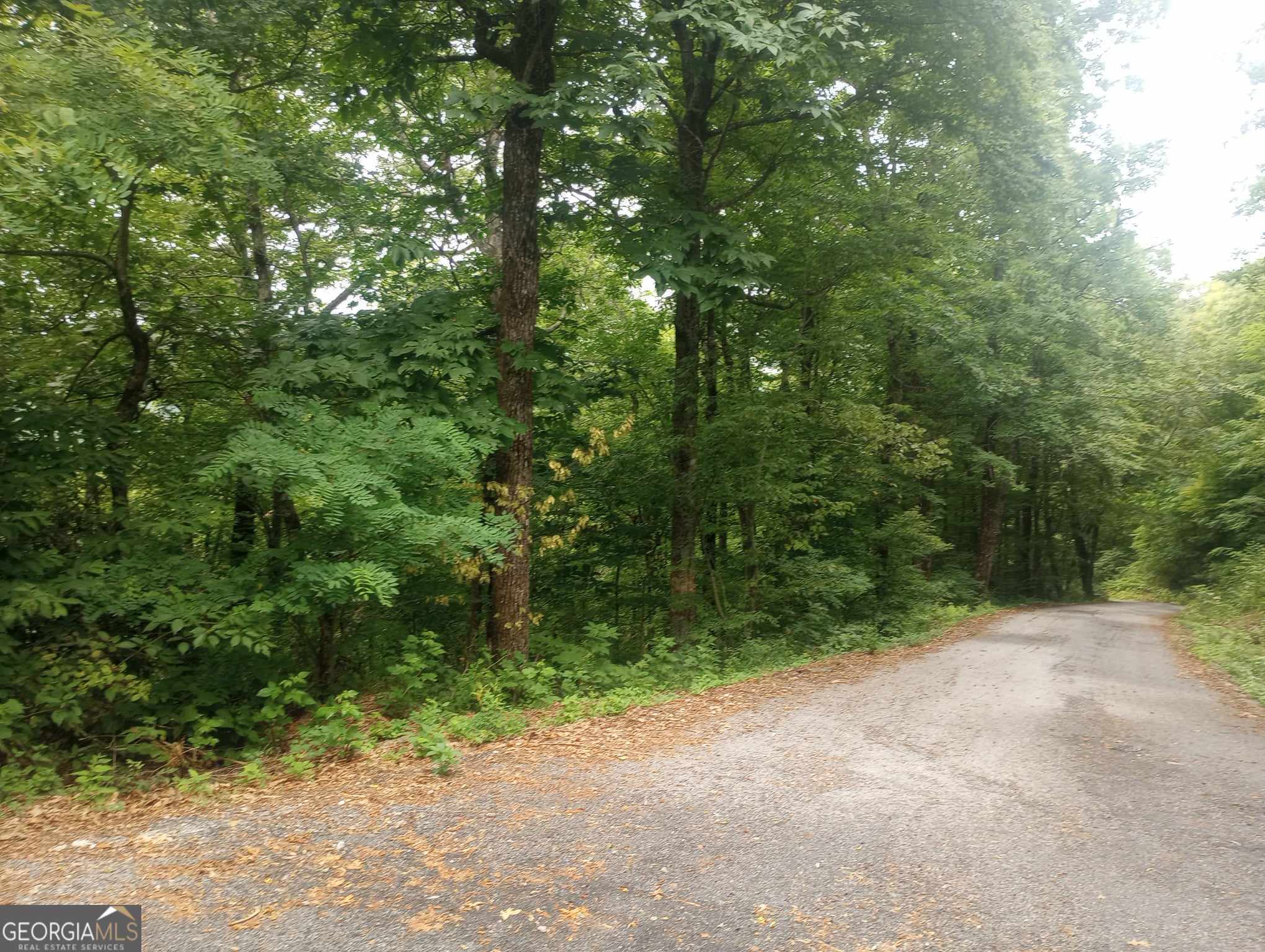 a view of a forest with trees in the background