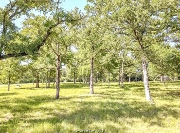 a view of yard with tree and