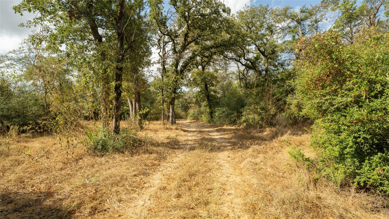 a view of a yard with large trees