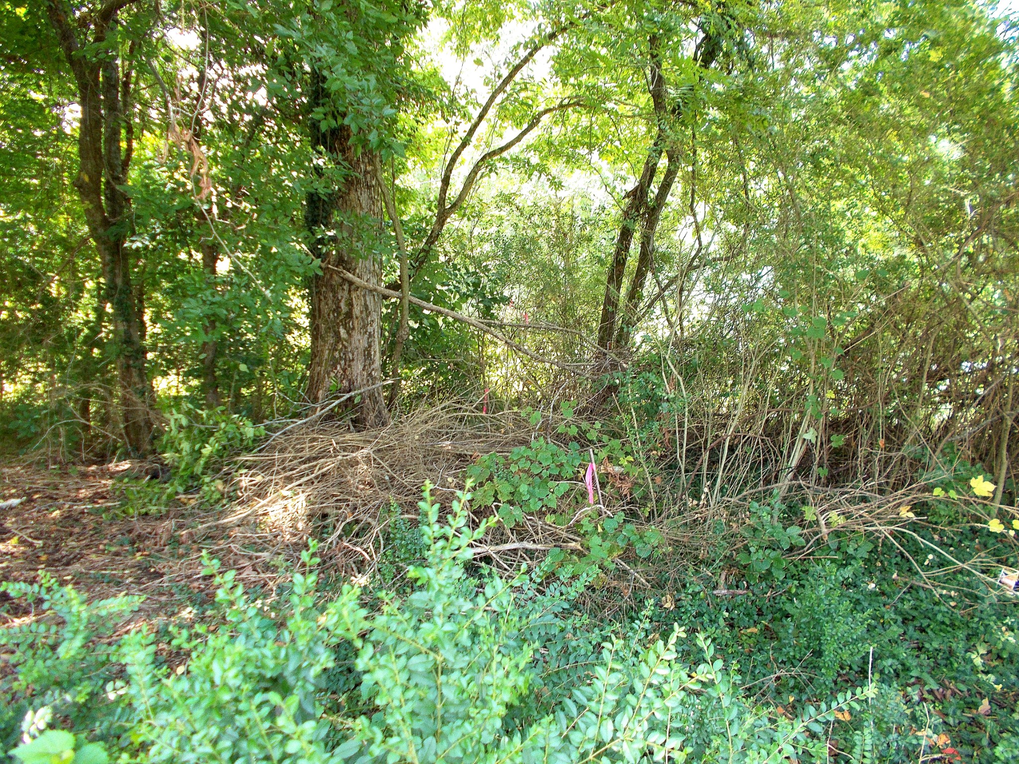 Pink marker shows the property far right corner.