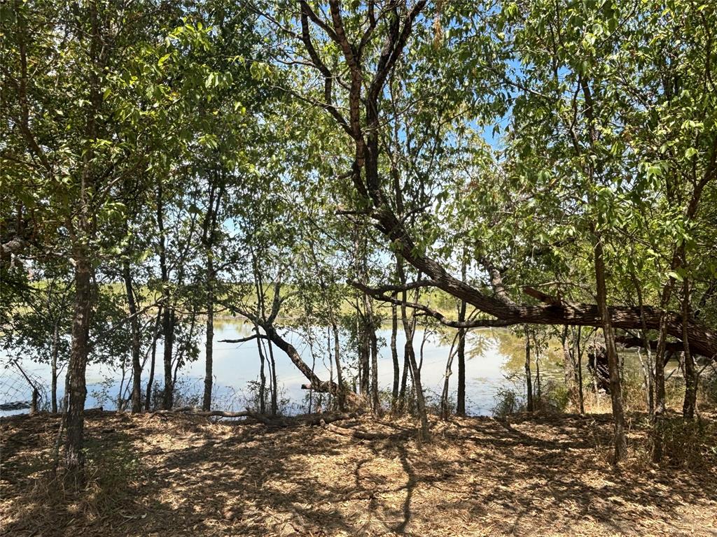 a tree is standing in between the trees