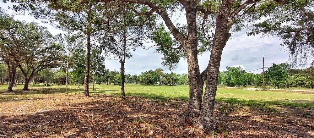 a view of a park with tree s