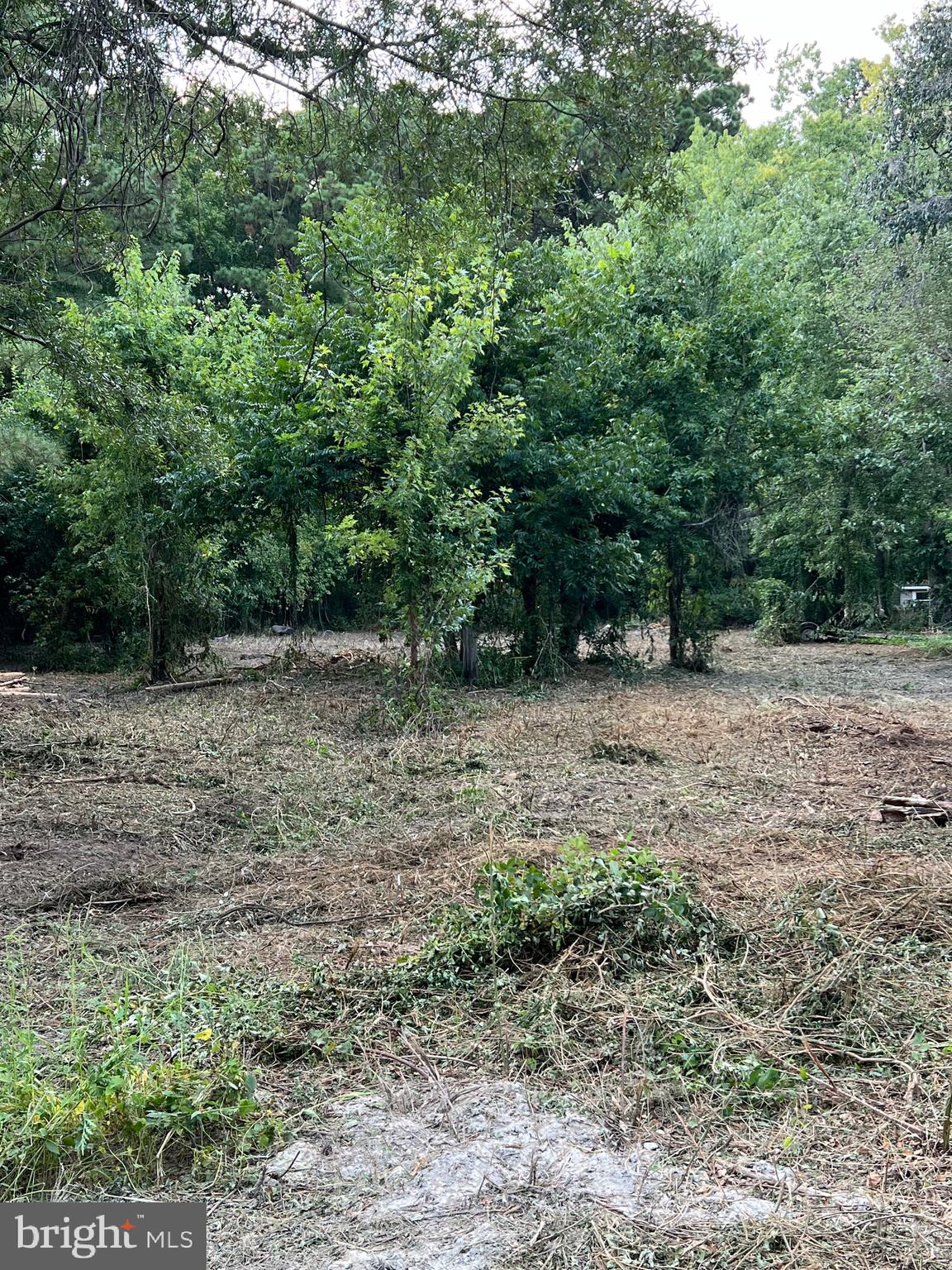 a view of a forest with trees in the background