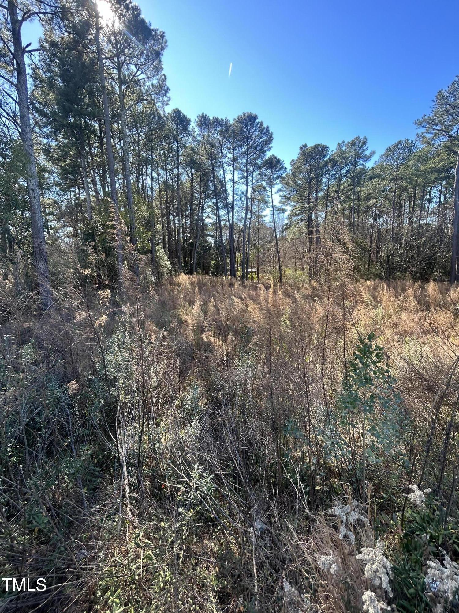 a view of a forest filled with trees