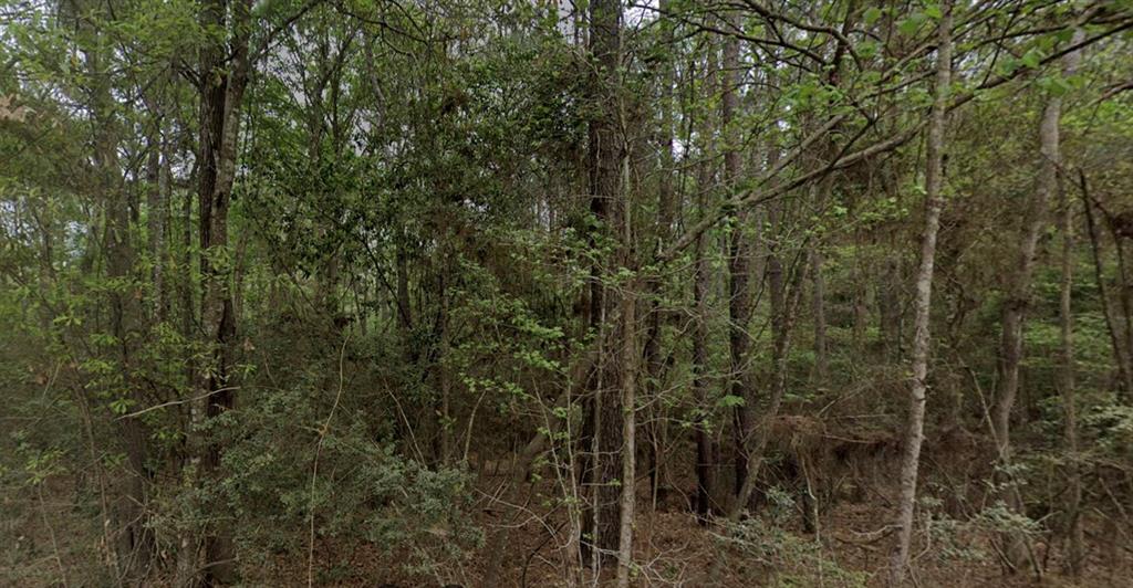 a view of a forest with a tree