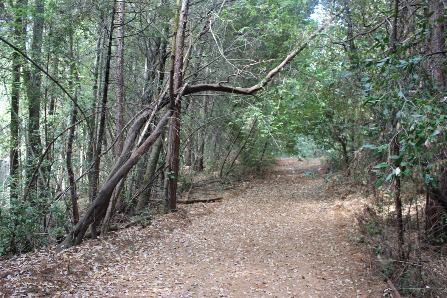 a view of a forest with trees in the background