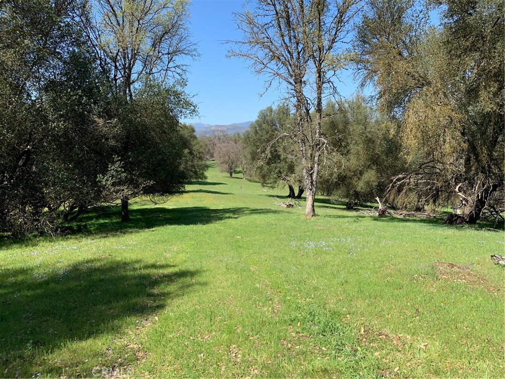 a view of a park with large trees