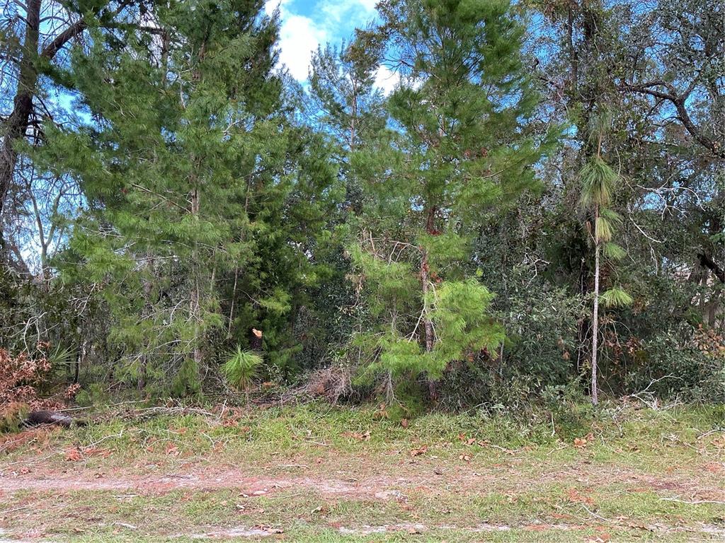 a view of a yard with a tree