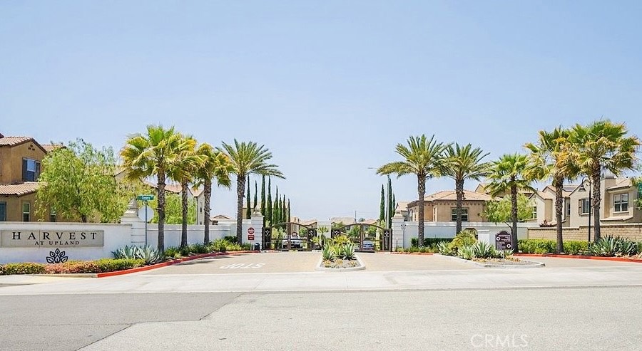 a palm trees sitting on a sidewalk next to a road