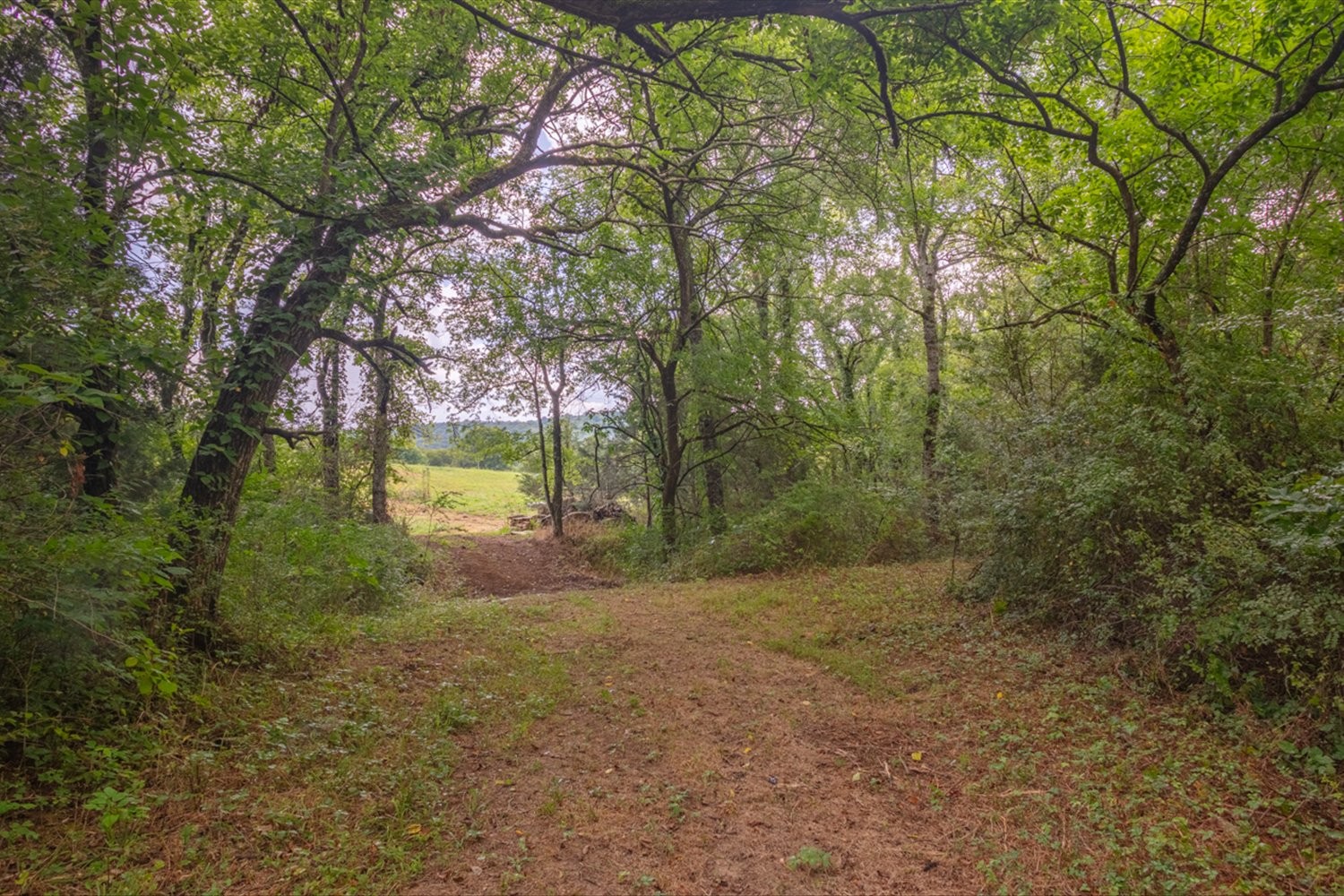 a view of a yard with a trees