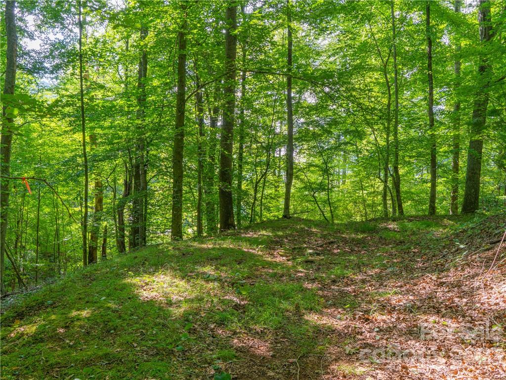 a big yard with lots of green space and trees