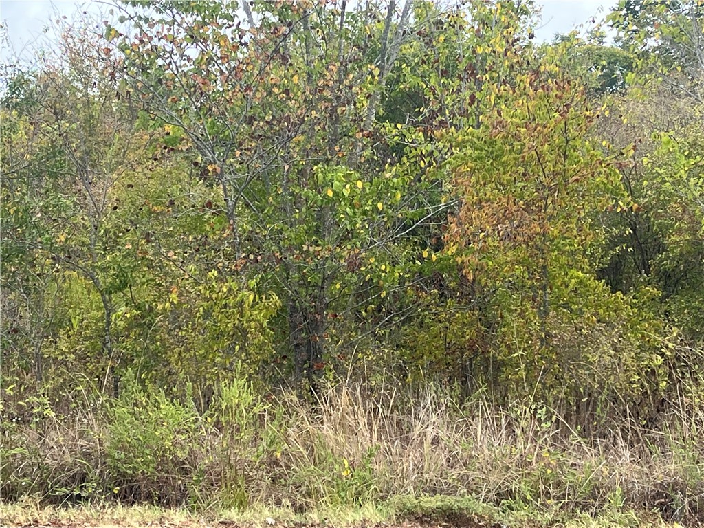 a view of a yard