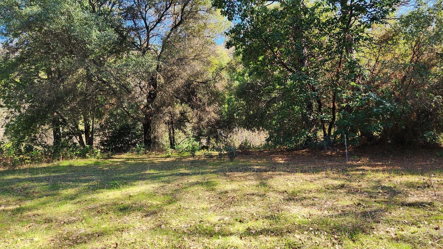 a view of a yard with a tree