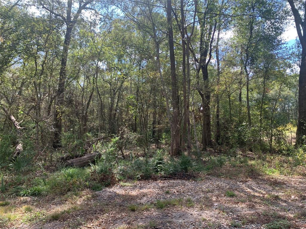 a view of a forest with trees in the background