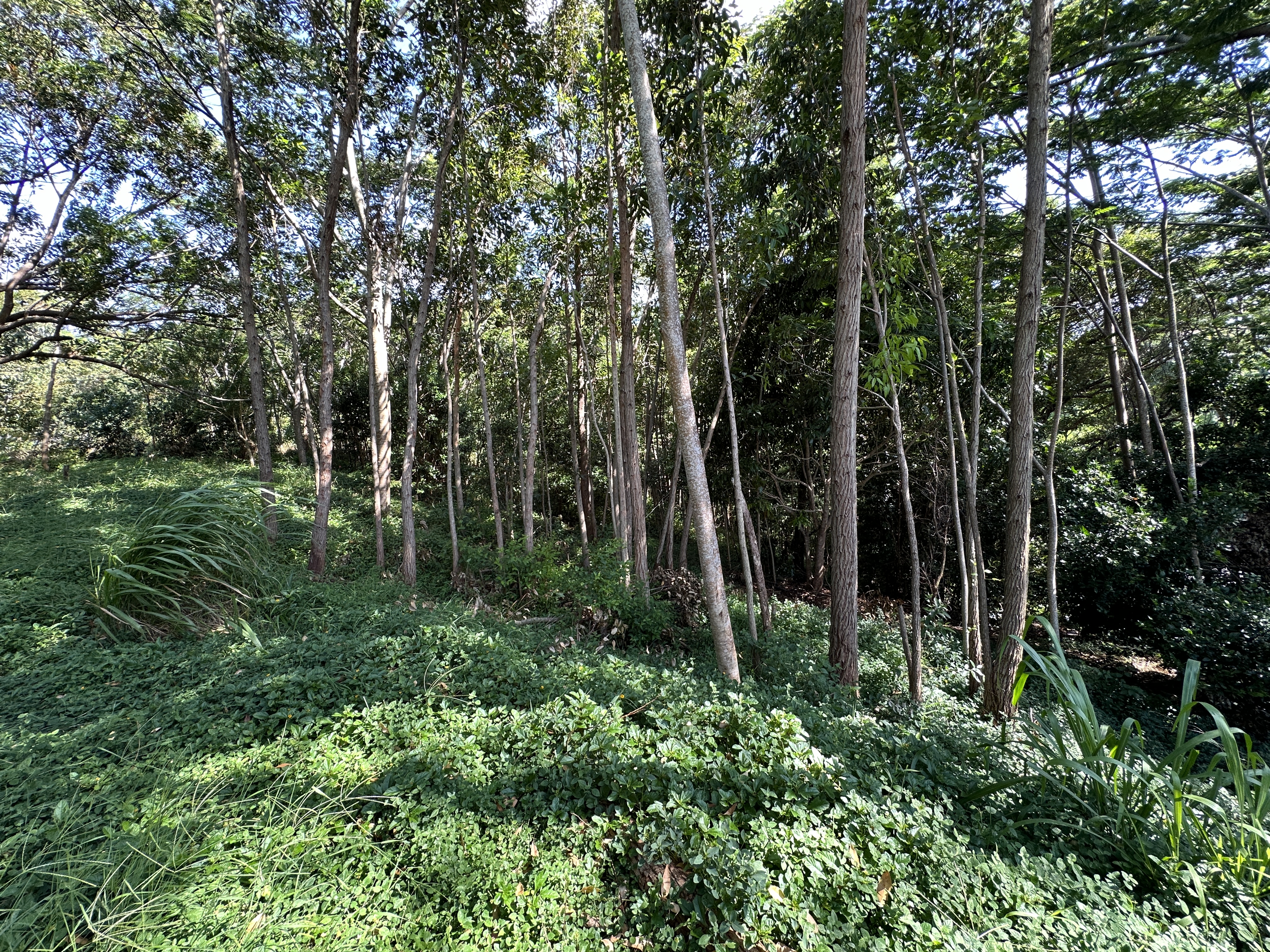 a view of a forest