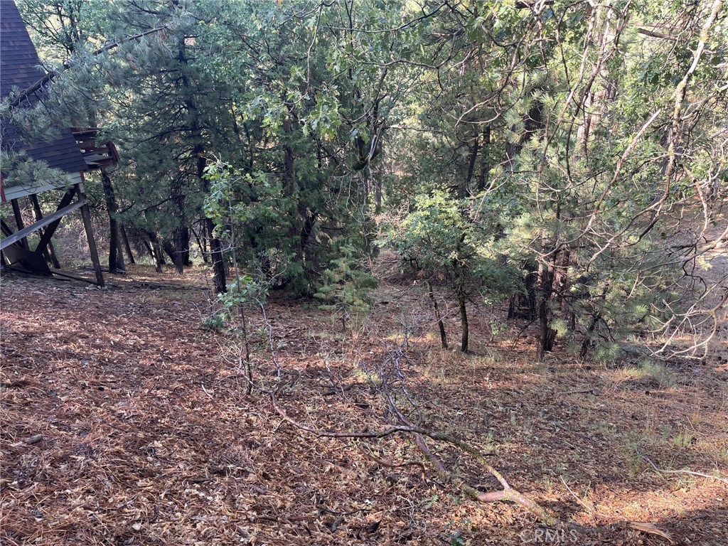 a view of a forest with trees in the background