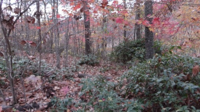 a view of a forest with trees