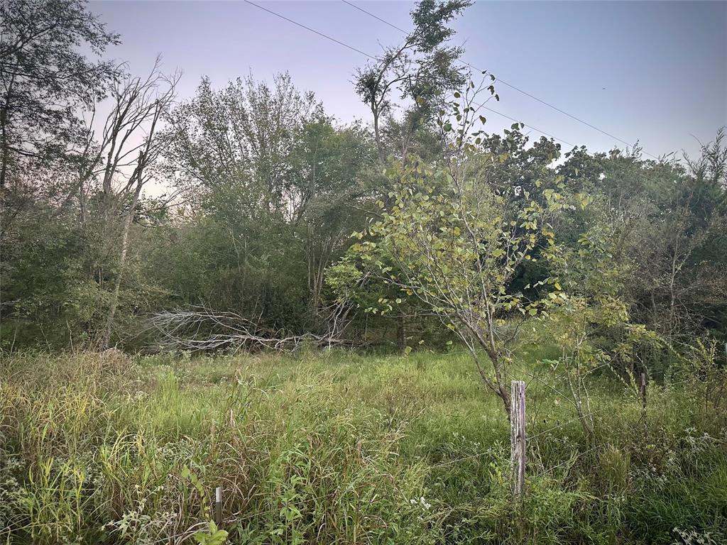 a view of a yard with a tree