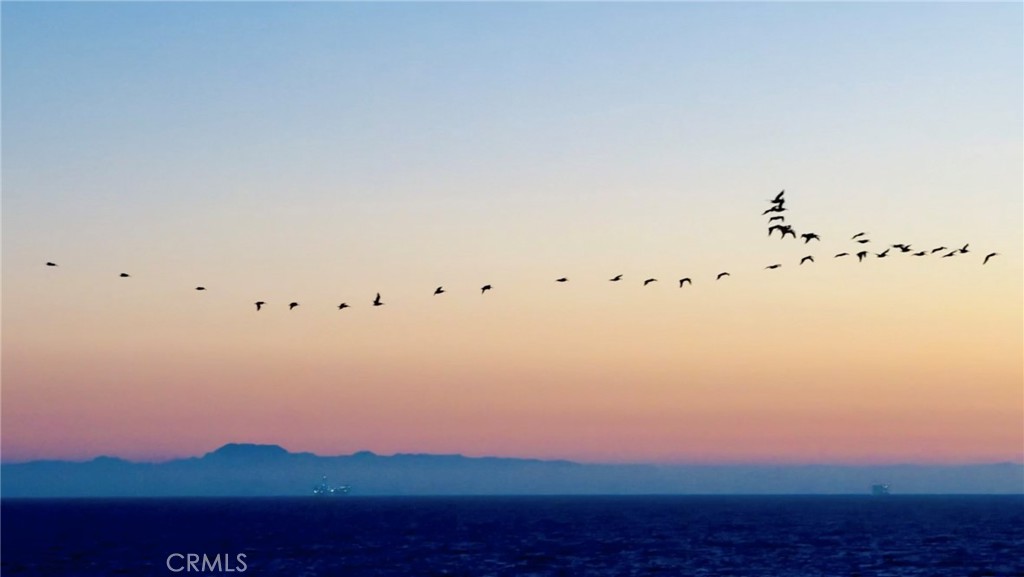 Actual view from the home of sunset, Catalina Island  and even the daily Pelican flight.