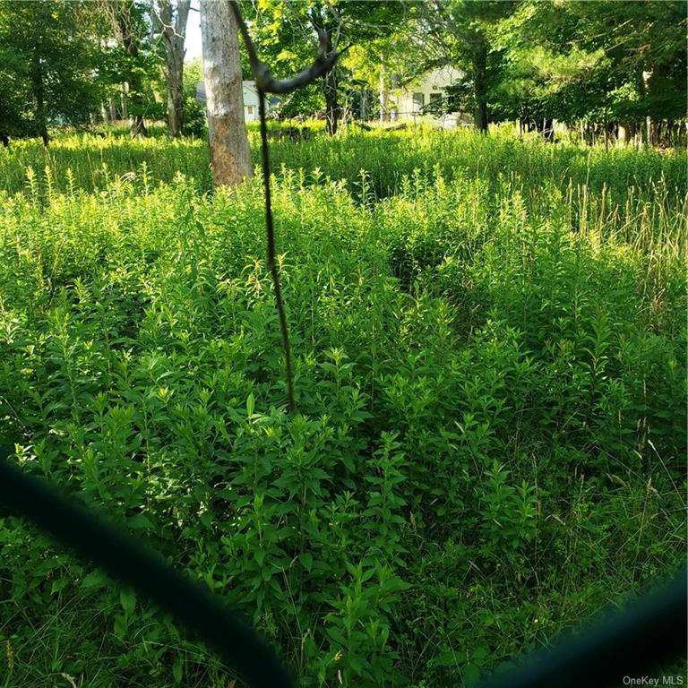 a view of a lush green forest