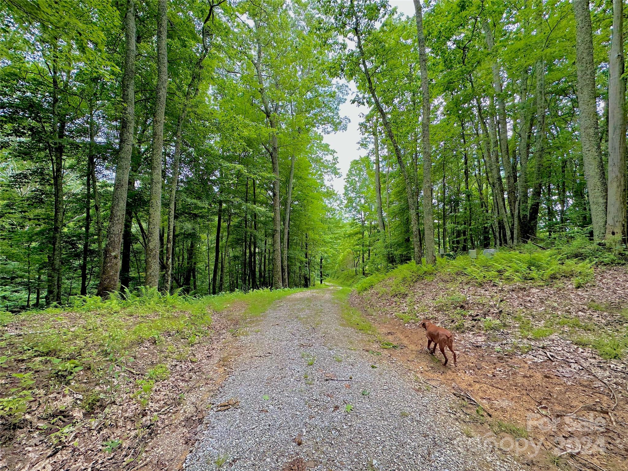 a view of a forest with trees in the background