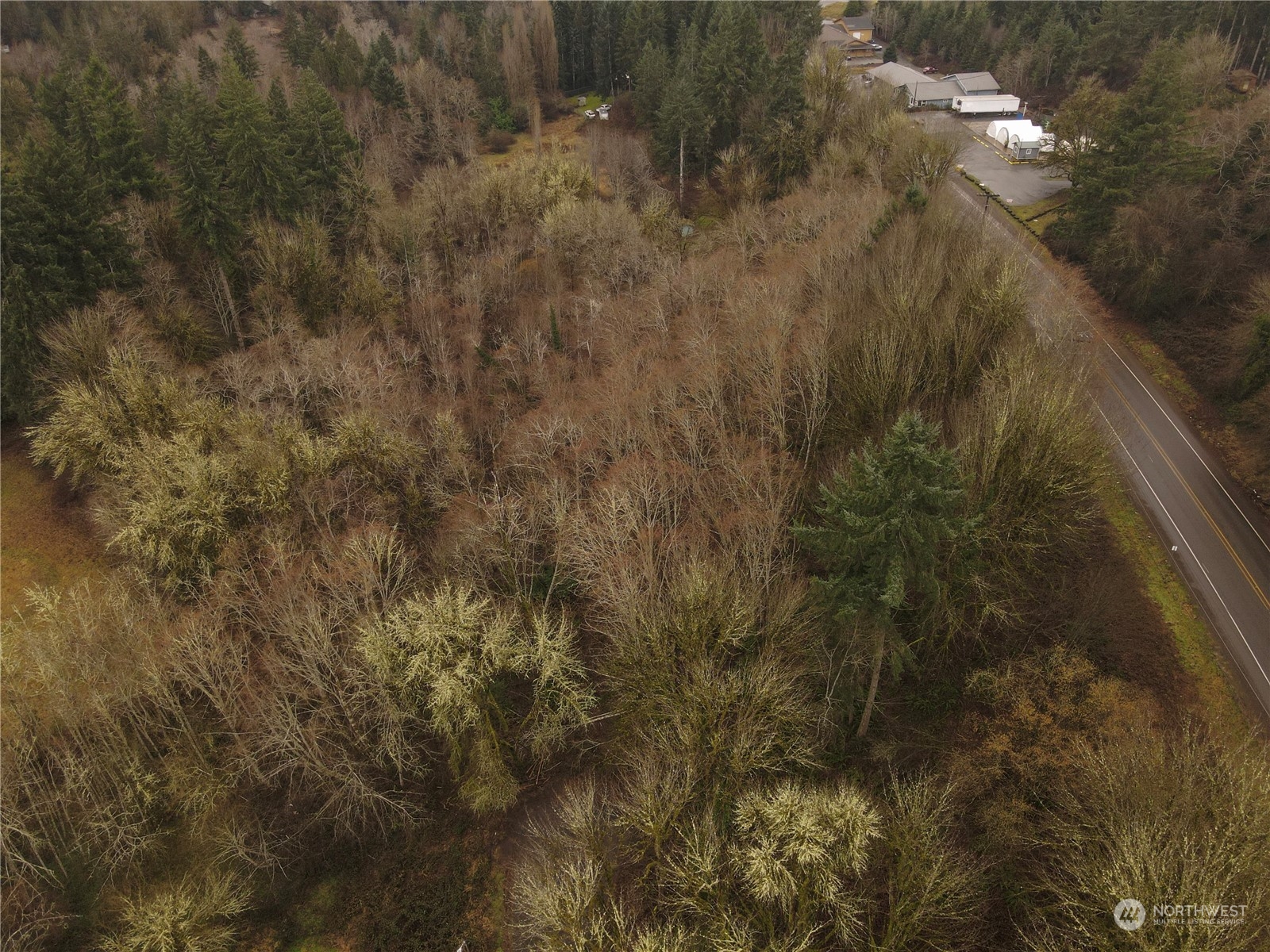 a view of a forest