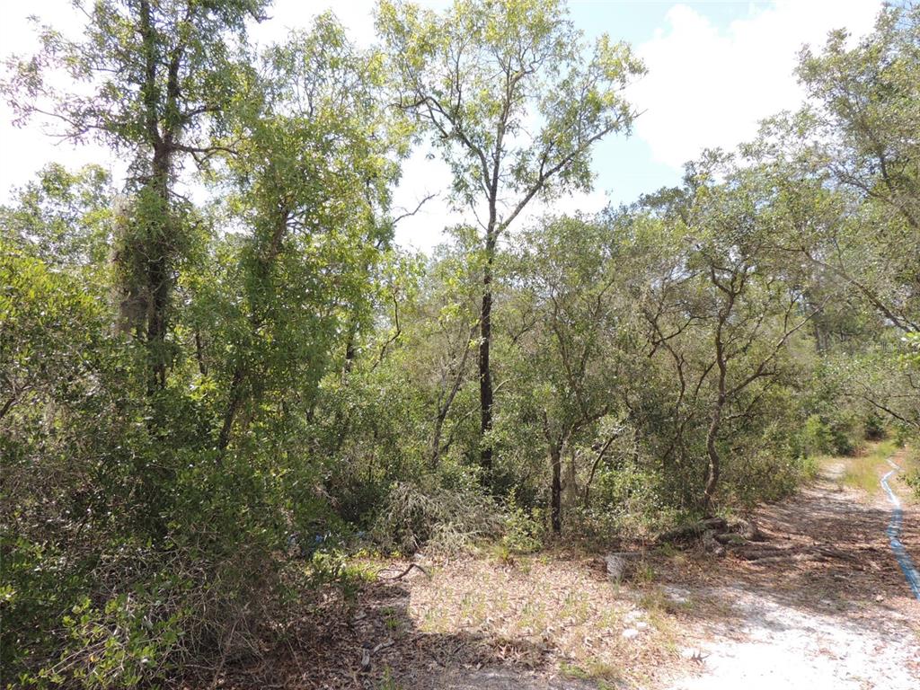 a view of a forest with trees in the background