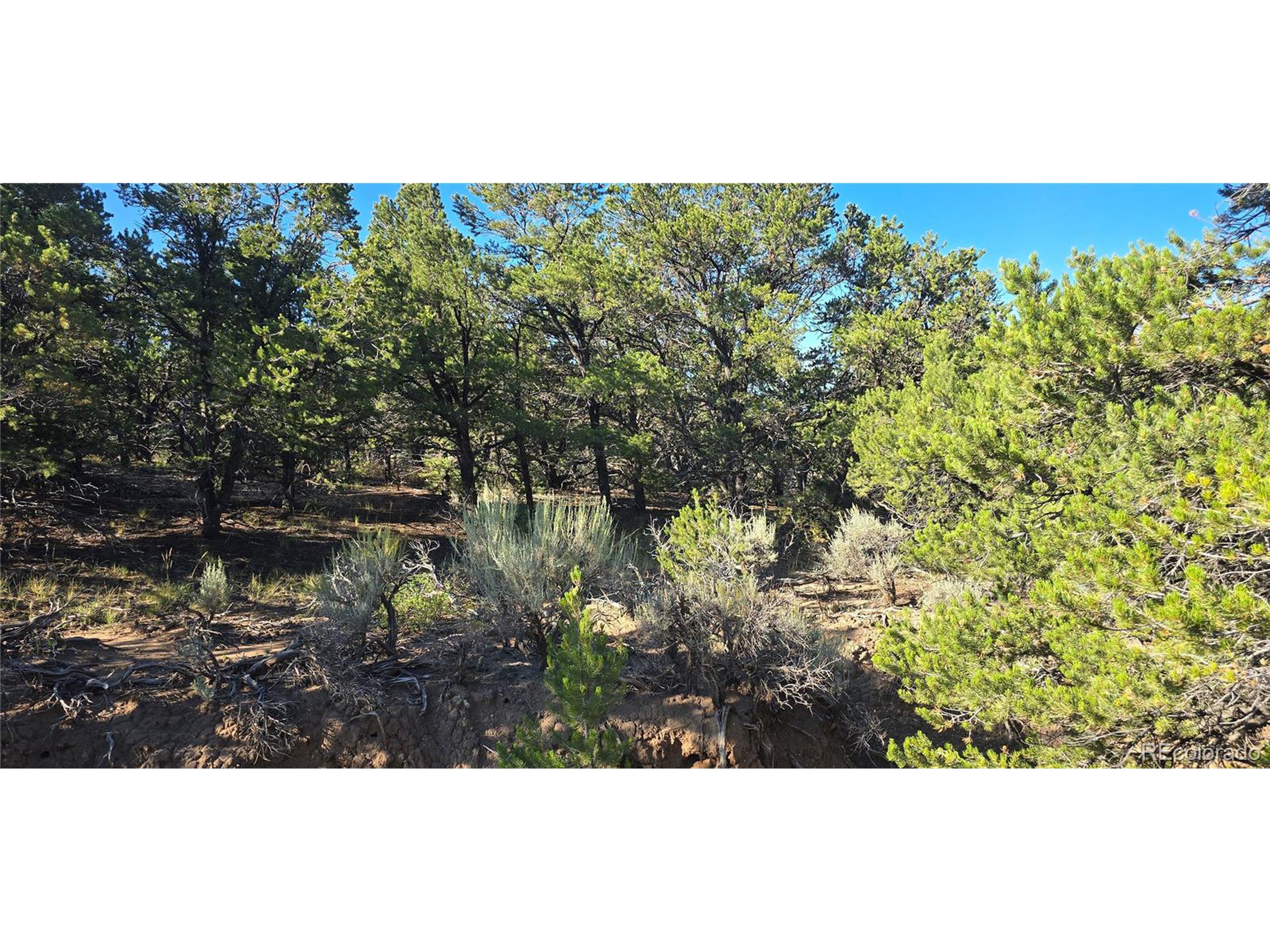 a view of a bunch of trees and bushes