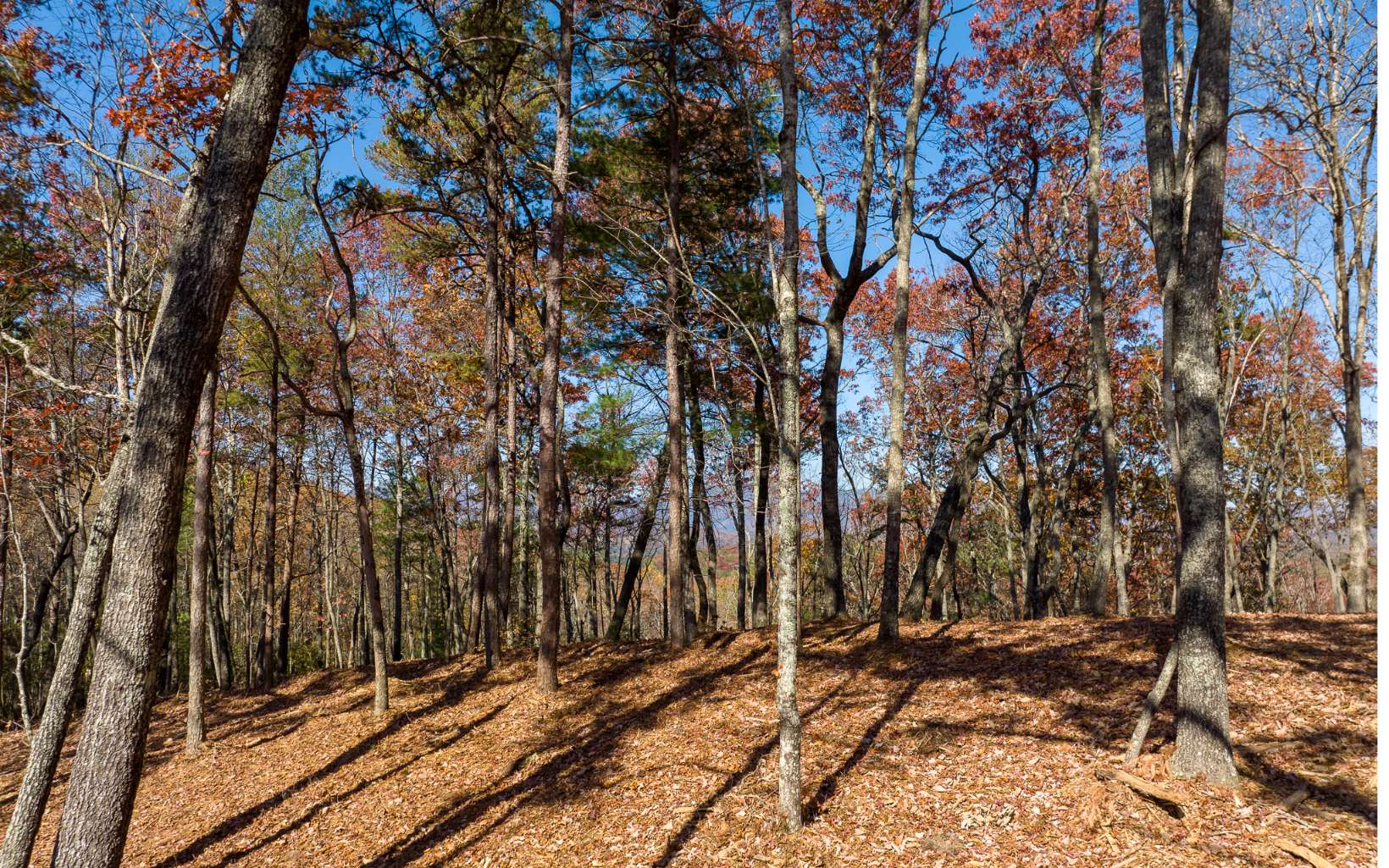 a view of a backyard of the house