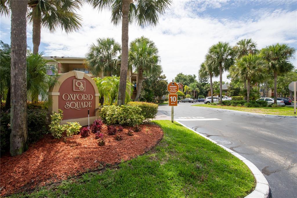 a view of a park with palm trees