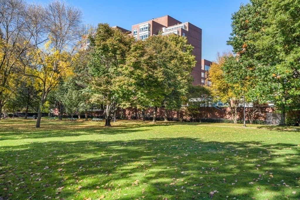 a big yard with lots of trees