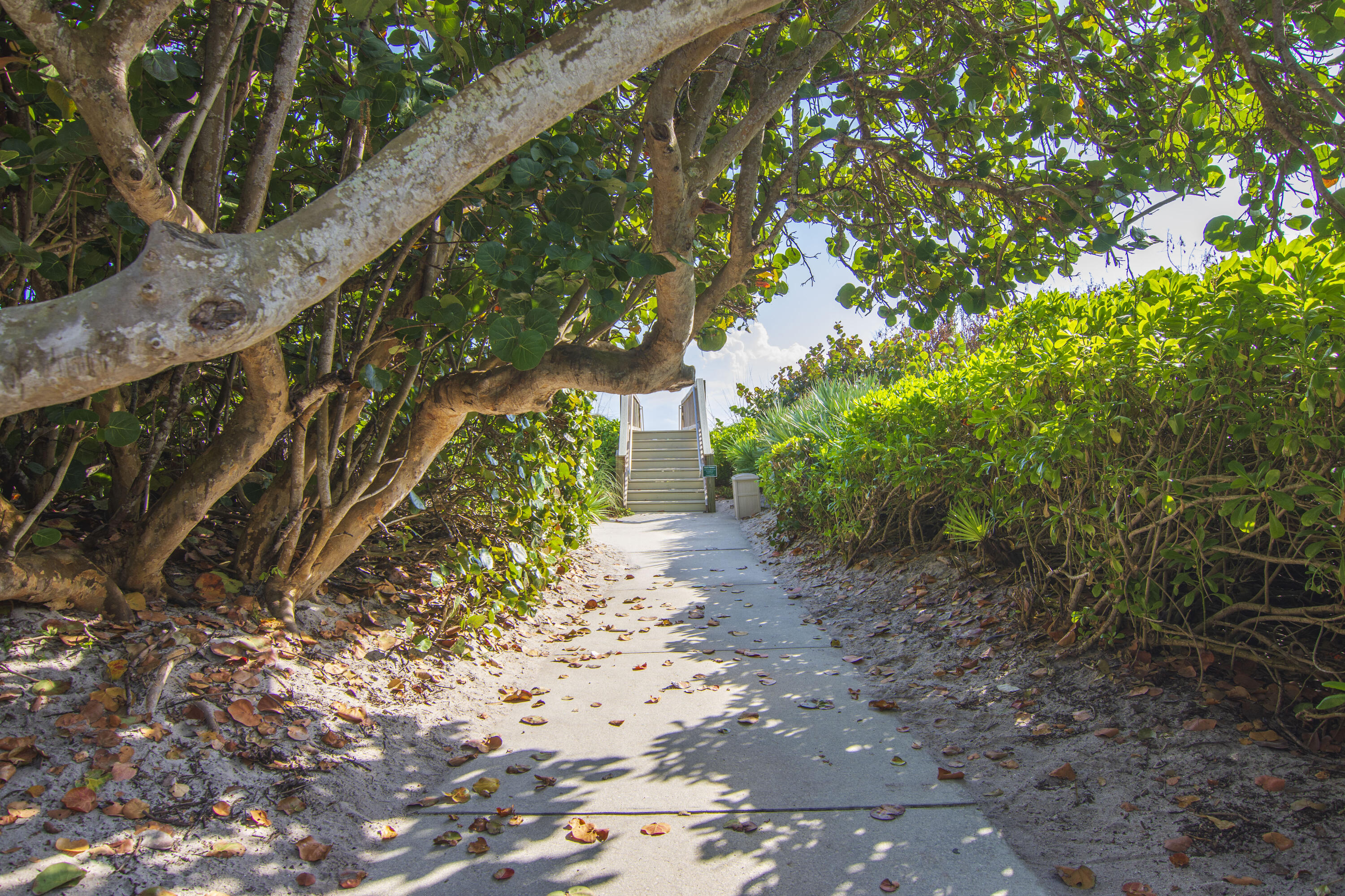 a view of a pathway both side of yard