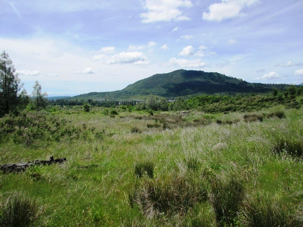 a view of a lush green forest with lots of trees