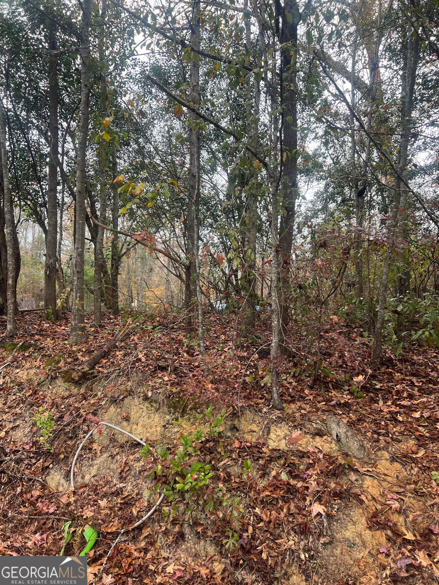 a view of a yard with trees