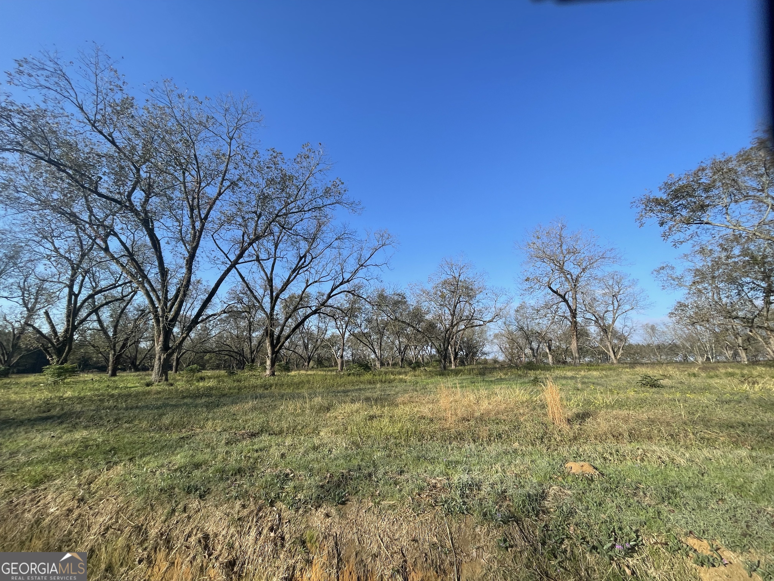 a view of yard with trees