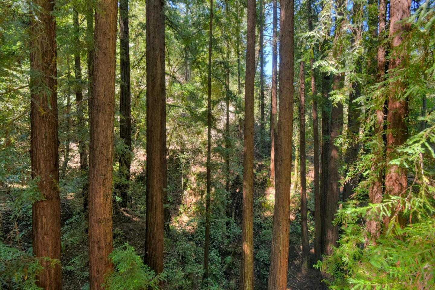 a view of a city with lush green forest