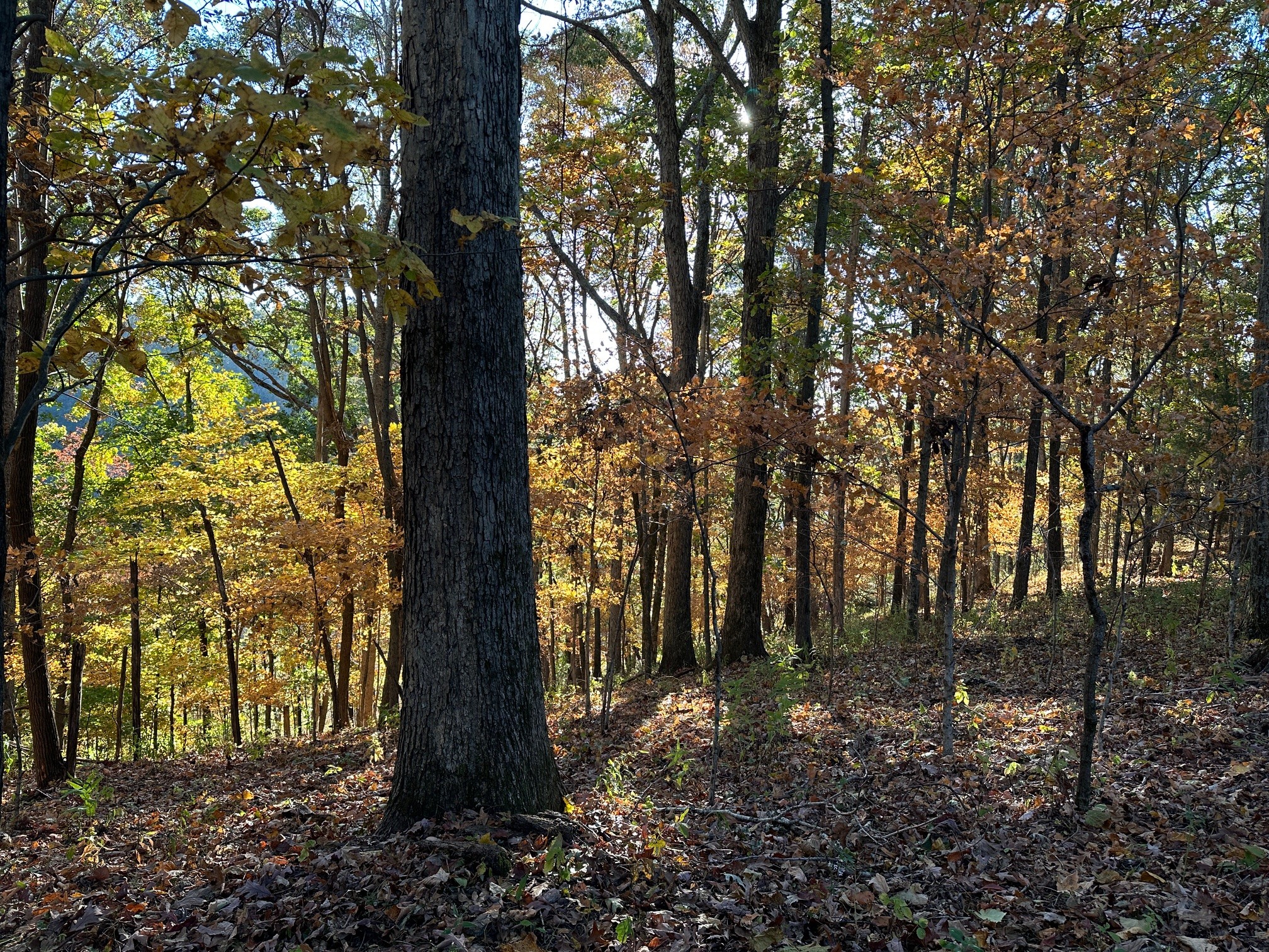 a view of tree