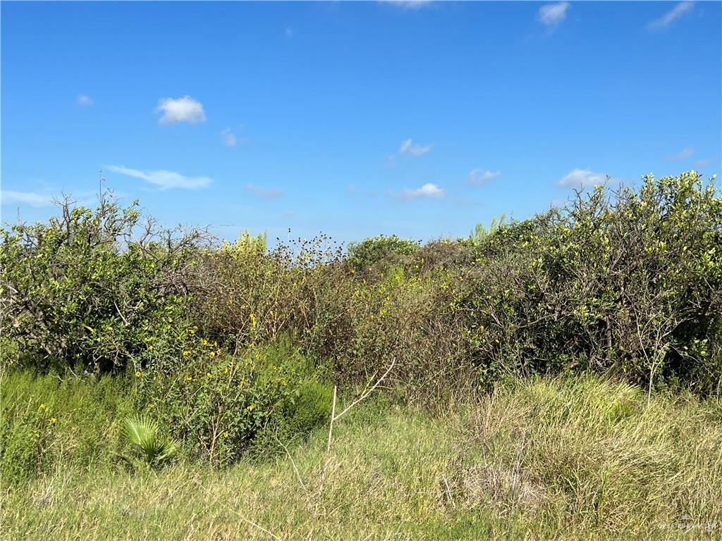 a view of a bunch of trees in a field